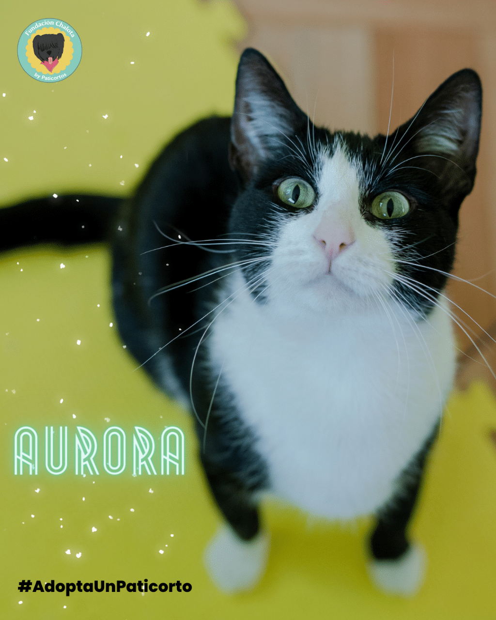 Aurora 3