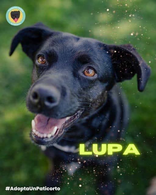 Lupa - 1